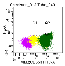 Figure 1. Flow cytometric analysis of a normal blood sample after immunostaining with GM-4102 (CD65s-FITC).